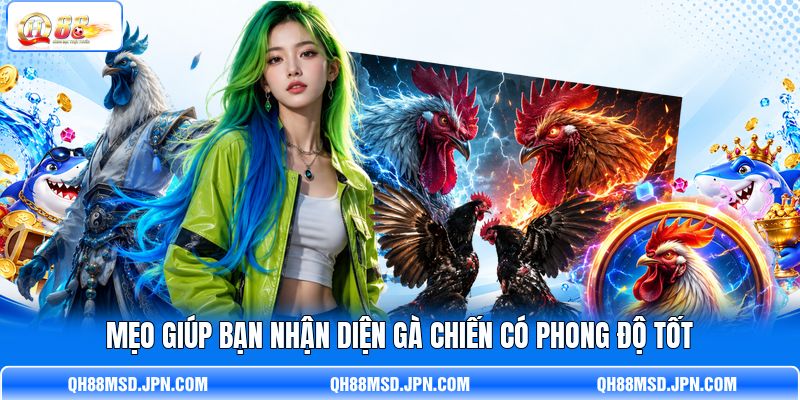 Mẹo giúp bạn nhận diện gà chiến có phong độ tốt